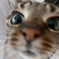 moincatz