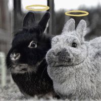 kaninchen..trio