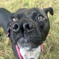 peppapigdog2