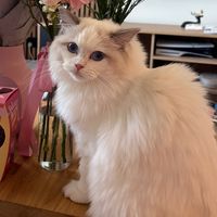 mr.fluff.cat
