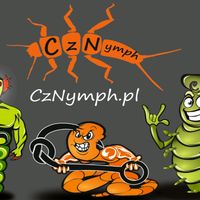 dźwięk oryginalny