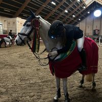 nicoline_showjumper