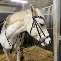 equpielover