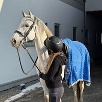 favna.equestrian