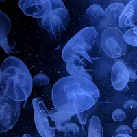 original sound - lyyricxss._