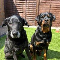 furbabylabs