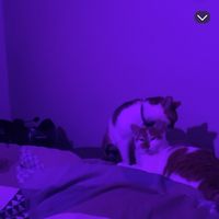 melia_4010