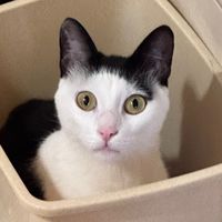 πρωτότυπος ήχος