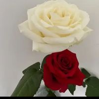 garip_gonlum