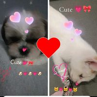 luniaitoffi