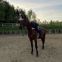 ala.equestrianx