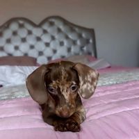 nenasuperstar