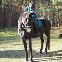 equestrian_klosinska_n