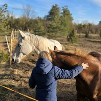 ilovehorses1141