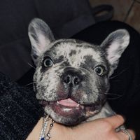 bullo.pablito