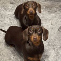 ciciolive_mini_weiners