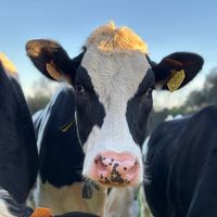 elmundodelasvacas
