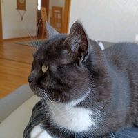 Originalton - Александр Целлер