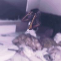 layla_greeen