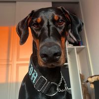 dobermanharda