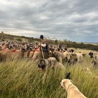 lazea.cata