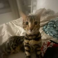 katta_833