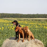 vizslahungarianvizsla