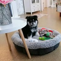 niina.ja.paka
