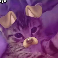 pihlaaaws8