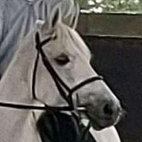 lulu.cheval