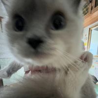 cute.ragdolls