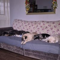 usersamnher7pugs