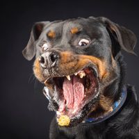 rottidon
