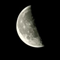 basset_chakiib31