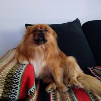 sirlancelotpequines