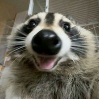 raccoon_pale_star