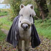 schimmel.....pony.m