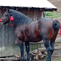 vladutcojoc59