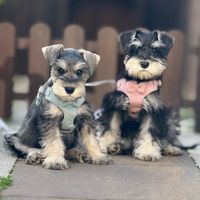 kingstonschnauzers