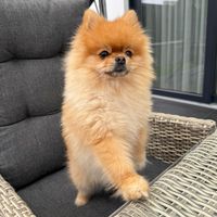 pom.arjuk