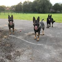 czechlinek9s