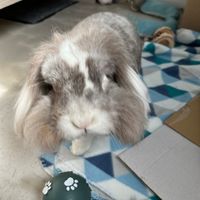 pudding_2012