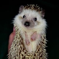 pukehedgehog