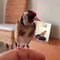 الصوت الأصلي