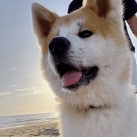 kenshin_akitainu