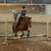 equestrian_molly1