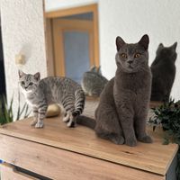 fred_und_loki