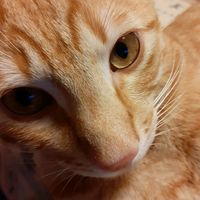 pablo_the_red_cat