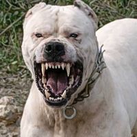 dog_argentine64