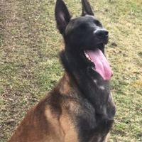 3malinoisuk